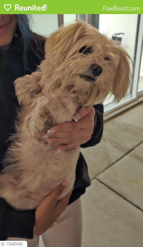 Reunited Female Dog last seen Lakewood Blvd and candlewood, Lakewood, CA 90712