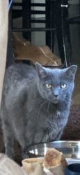 Reunited Male Cat last seen Wendy Drive and De Lasalle Court, Naperville, IL 60565