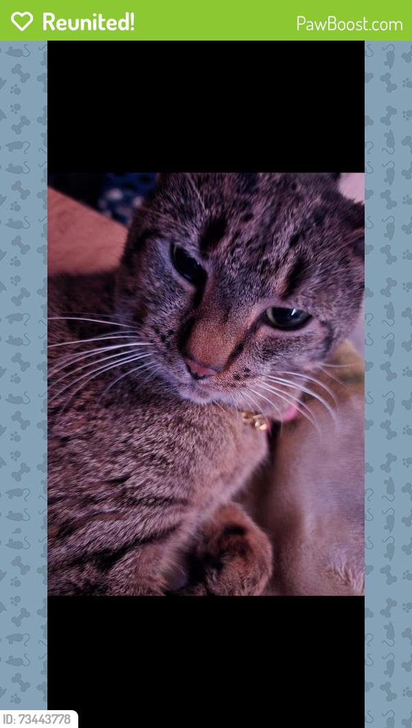 Reunited Male Cat last seen Riverside dr, Salisbury, MD 21801