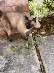 Reunited Unknown Cat last seen Piper drive Corinth, Corinth, TX 76210