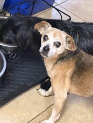 Reunited Male Dog last seen Avery pkwy and Cypress Mill, New Braunfels, TX 78130
