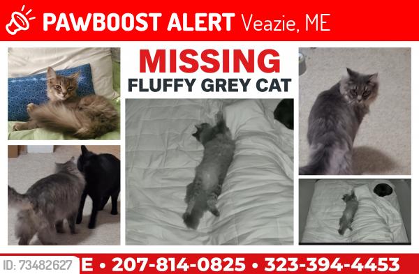 Lost Male Cat last seen Olive Street & Judson Street, Veazie Maine (the Veazie Village near the river), Veazie, ME 04401