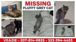 Lost Male Cat last seen Olive Street & Judson Street, Veazie Maine (the Veazie Village near the river), Veazie, ME 04401