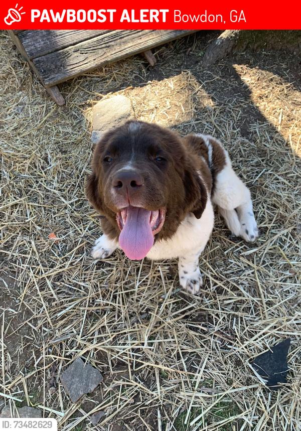 Lost Female Dog last seen Old Roanoke rd, hwy 100, or old Columbus rd, Bowdon, GA 30108