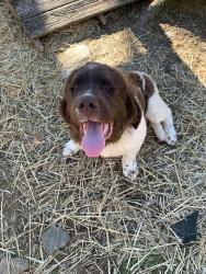 Lost Female Dog last seen Old Roanoke rd, hwy 100, or old Columbus rd, Bowdon, GA 30108