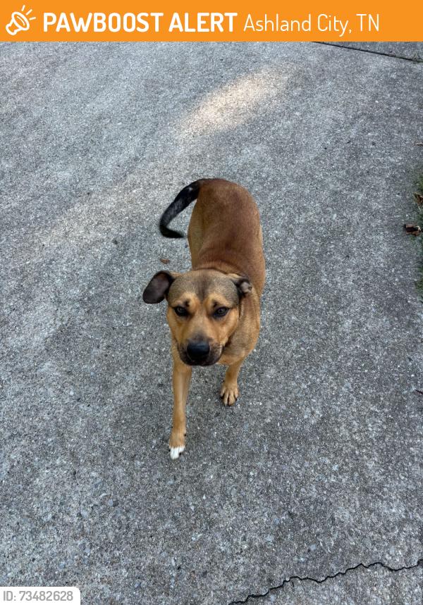Found/Stray Male Dog last seen Bell Street & Pebblebrook in Hidden Lake Resorts, Ashland City, TN 37015