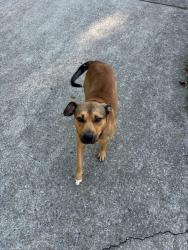 Found/Stray Male Dog last seen Bell Street & Pebblebrook in Hidden Lake Resorts, Ashland City, TN 37015
