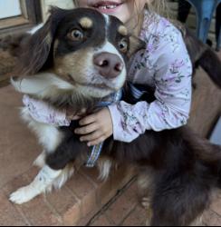 Reunited Male Dog last seen Highway 183, Pickens sc 29681, Pickens County, SC 29640