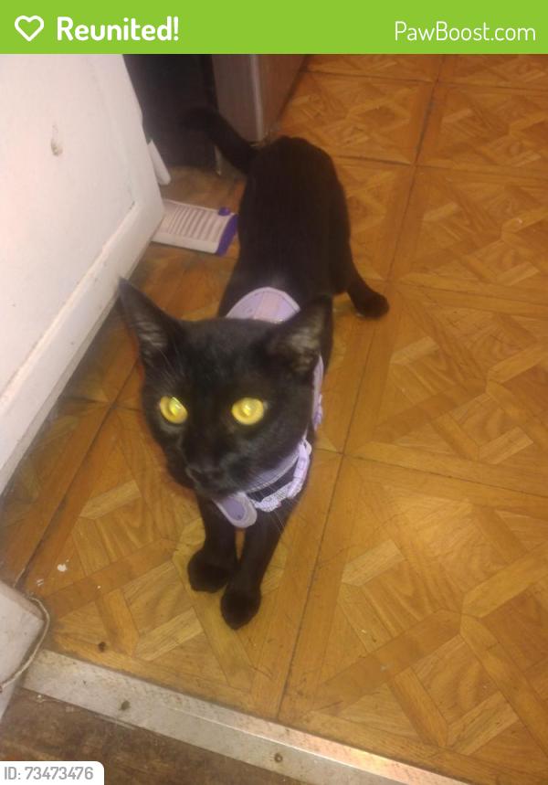 Reunited Male Cat last seen Slawson, Los Angeles, CA 90056