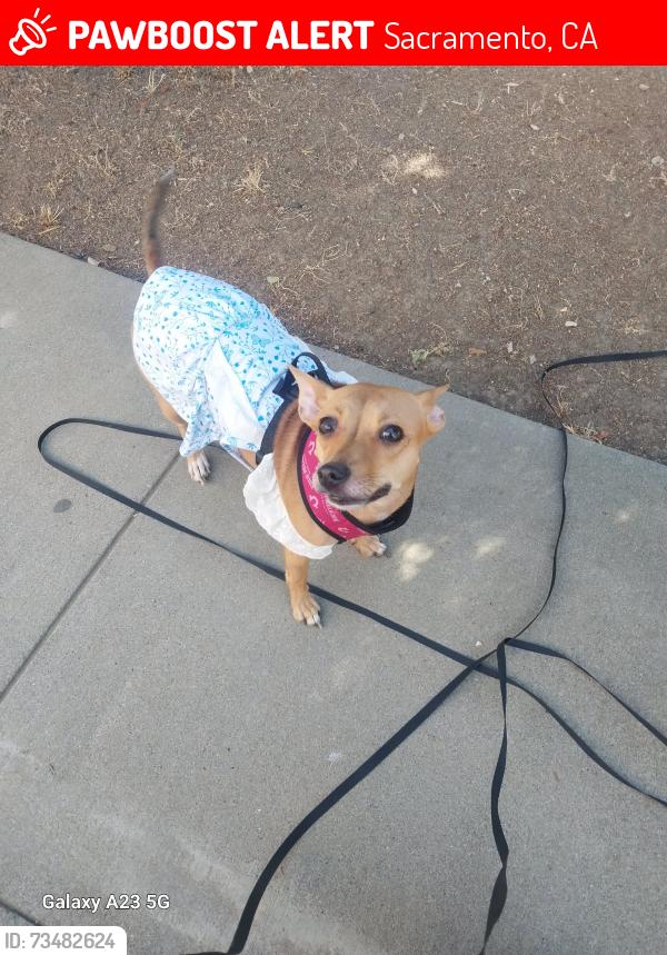 Lost Female Dog last seen 35th & 36th Street, Sacramento, CA 95817
