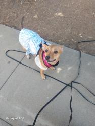 Lost Female Dog last seen 35th & 36th Street, Sacramento, CA 95817