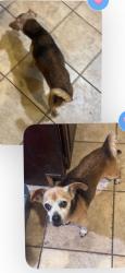 Reunited Male Dog last seen Avery Pkwy and Cypress Mill, New Braunfels, TX 78130