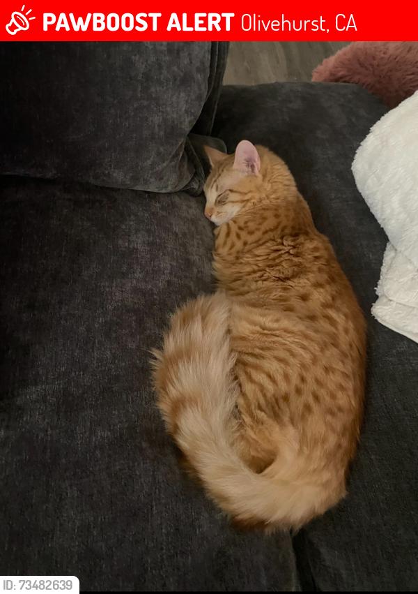 Lost Male Cat last seen Near Sierra bluff Plumas Lake, CA, Olivehurst, CA 95961