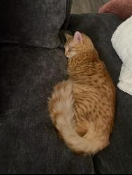 Lost Male Cat last seen Near Sierra bluff Plumas Lake, CA, Olivehurst, CA 95961