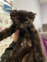 Shelter Stray Female Cat last seen Bexar County, 3353 Morningside Dr, New Braunfels, TX 78132, USA