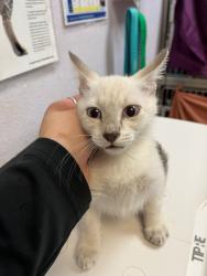 Shelter Stray Female Cat last seen Bexar County, 3353 Morningside Dr, New Braunfels, TX 78132, USA