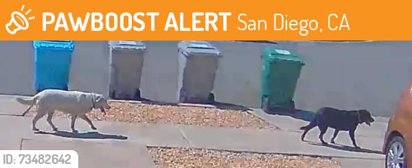 Found/Stray Unknown Dog last seen Satinwood Way and Goldcrest Ln, San Diego, CA 92114