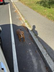 Reunited Unknown Dog last seen Cottage street, Bridgewater, MA 02324