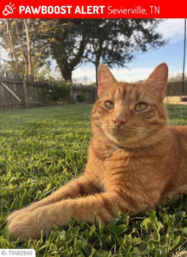 Lost Male Cat last seen New center, Sevierville, TN 37876