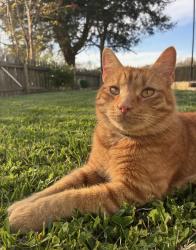 Lost Male Cat last seen New center, Sevierville, TN 37876