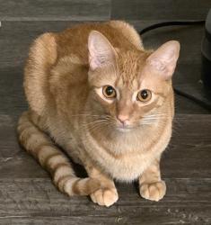 Lost Male Cat last seen County Road 138 and County Road 137 N (American Plant Rd) Overton, TX, Overton, TX 75684