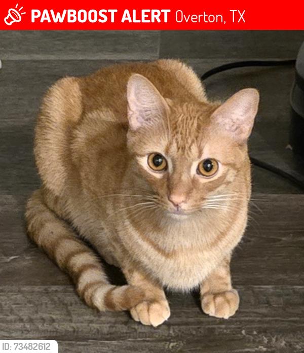 Lost Male Cat last seen County Road 138 and County Road 137 N (American Plant Rd) Overton, TX, Overton, TX 75684