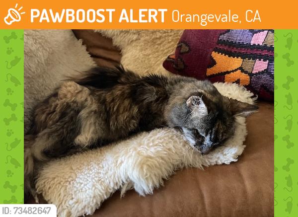 Found/Stray Female Cat last seen Ivy League Circle and Chestnut Ave, Orangevale, CA 95662