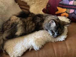 Found/Stray Female Cat last seen Ivy League Circle and Chestnut Ave, Orangevale, CA 95662