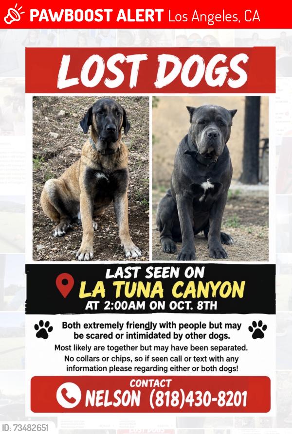 Lost Male Dog last seen La tuna canyon, Los Angeles, CA 91352