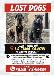 Lost Male Dog last seen La tuna canyon, Los Angeles, CA 91352