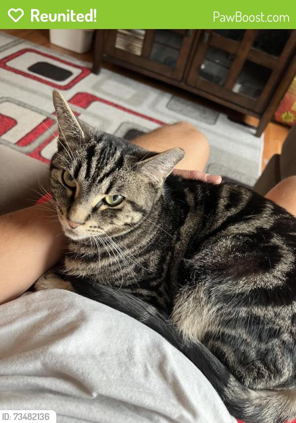 Reunited Female Cat last seen Lowe and 27th, Chicago, IL 60616