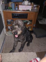 Found/Stray Male Dog last seen Sunset harbour, Summerfield, FL 34491