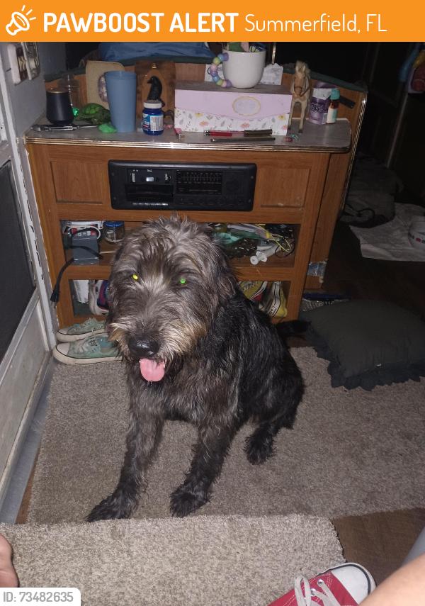 Found/Stray Male Dog last seen Sunset harbour, Summerfield, FL 34491