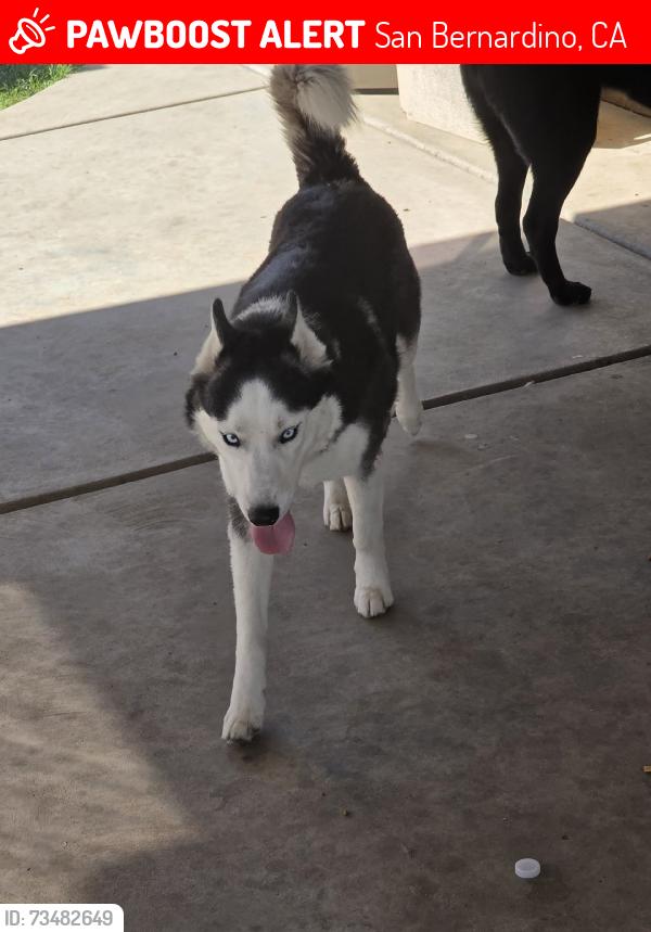 Lost Female Dog last seen Little mountain and 27th st, San Bernardino, CA 92407