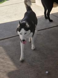 Lost Female Dog last seen Little mountain and 27th st, San Bernardino, CA 92407
