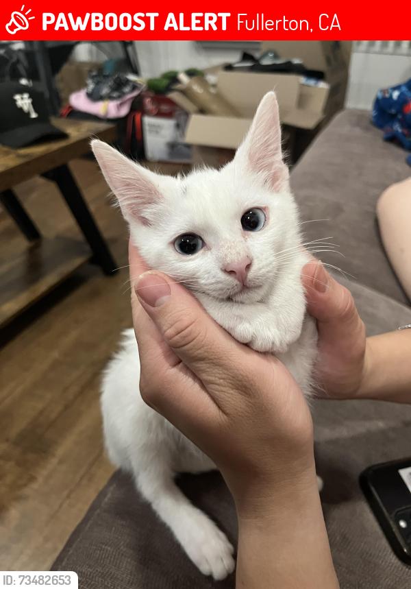 Lost Female Cat last seen Near pearl drive, Fullerton, CA 92831