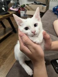 Lost Female Cat last seen Near pearl drive, Fullerton, CA 92831