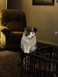 Reunited Female Cat last seen Wright City rest area, Wright City, MO 63390