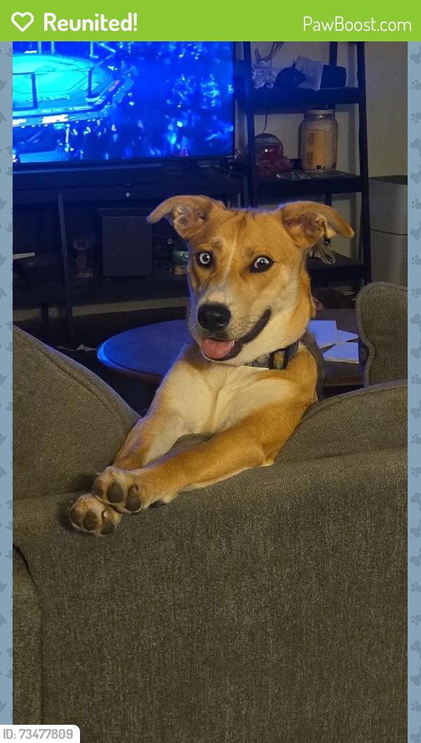 Reunited Female Dog last seen East Mesa park dr & provident ln, Round Rock, TX 78664
