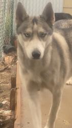 Reunited Male Dog last seen 36th and elm, Denver, CO 80207