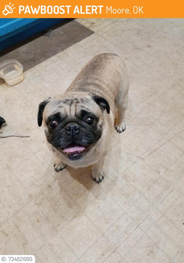Found/Stray Male Dog last seen Santa Fe and 4th st, Moore, OK 73160