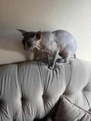 Reunited Male Cat last seen Bayhead Dr, San Antonio, TX 78220