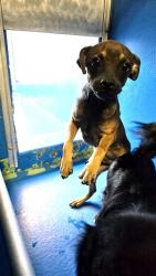 Shelter Stray Male Dog last seen Near BLK OF BORAD ST, BAKERSFIELD CA, 201 S Mt Vernon Ave, Bakersfield, CA 93307, USA