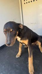 Shelter Stray Male Dog last seen Near BLK EGGERS, BAKERSFIELD, CA, 201 S Mt Vernon Ave, Bakersfield, CA 93307, USA