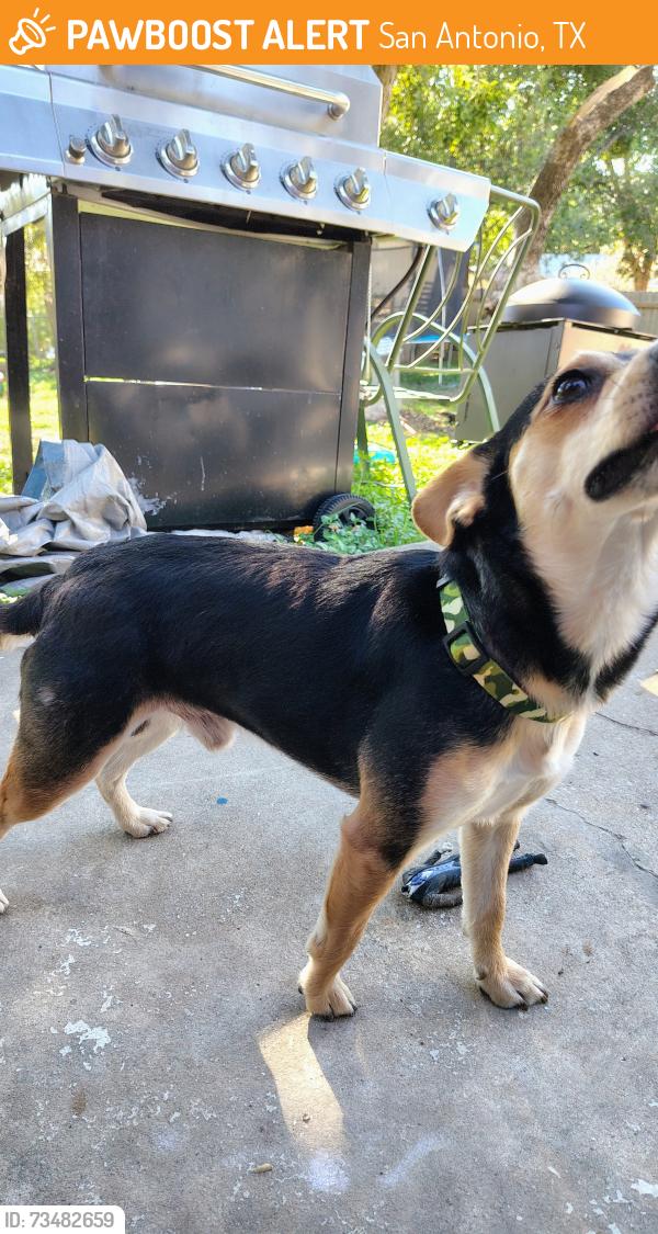 Found/Stray Male Dog last seen cary grant, San Antonio, TX 78240