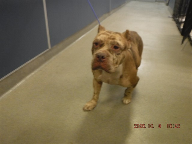 Shelter Stray Female Dog last seen VICINITY OF 19661 SW 340TH ST, 3599 NW 79th Ave, Doral, FL 33122, USA
