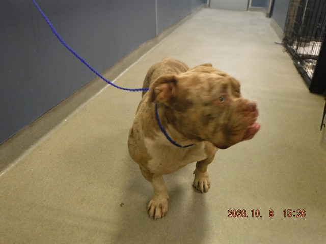 Shelter Stray Female Dog last seen VICINITY OF 19661 SW 340TH ST, 3599 NW 79th Ave, Doral, FL 33122, USA