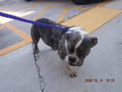 Shelter Stray Male Dog last seen VICINITY OF 19661 SW 340TH ST, 3599 NW 79th Ave, Doral, FL 33122, USA