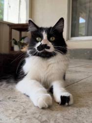 Reunited Female Cat last seen Garfield and Kenneth, Carmichael, CA 95608
