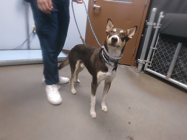 Shelter Stray Male Dog last seen CLARENDON AVE 23RD AVE, 2500 S 27th Ave, Phoenix, AZ 85009, USA